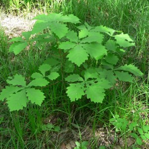 Саженец дуба Монгольского 20-40 см