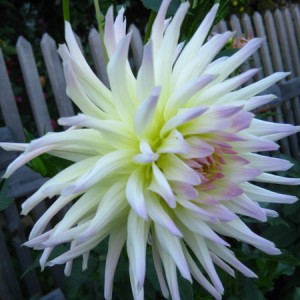 Клубень георгина Шутинг стар (Shooting Star)