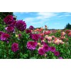 Саженцы Георгин оптом (от 500 шт.)