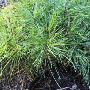 Саженец кедра Корейского  до 20 см