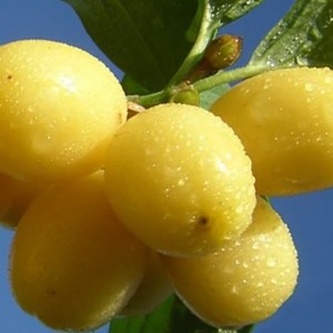 Саженец кизила Буковинского