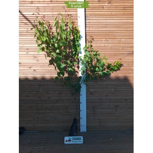 Саженцы абрикоса в ассортименте -  комплект 5 шт.