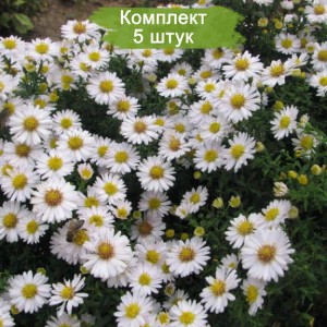Саженцы астры Альба (Alba) -  комплект 5 шт.