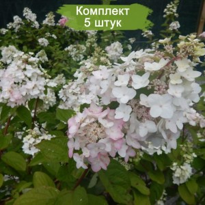 Саженцы гортензии метельчатой Мега Минди (Mega Mindy) -  комплект 5 шт.