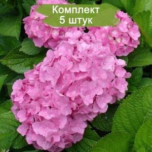 Саженцы гортензии крупнолистной Пинк Вондер (Pink Wonder) -  комплект 5 шт.