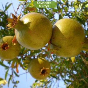 Саженцы граната Желтого -  комплект 5 шт.