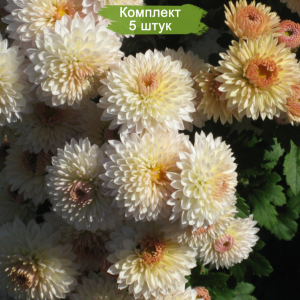 Саженцы белой хризантемы мультифлоры Скайла   комплект 5 шт.
