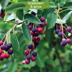 Саженцы ирги Ламарка -  комплект 5 шт.