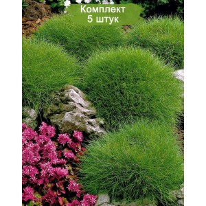 Саженцы овсяницы Метельчатой -  комплект 5 шт.