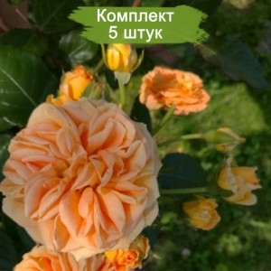 Саженцы чайно-гибридной розы Таймлесс (Timeless) -  комплект 5 шт.