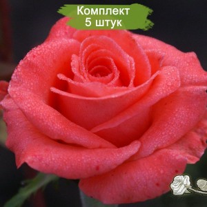 Саженцы чайно-гибридной розы Вау (Wow) -  комплект 5 шт.
