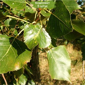 Сеянцы тополя Чёрного (до 20 см) -  комплект 5 шт.