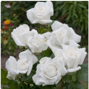 Роза Аннапюрна (чайно-гибридная)