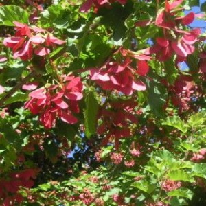 Саженец клёна татарского ( до 50 см. )