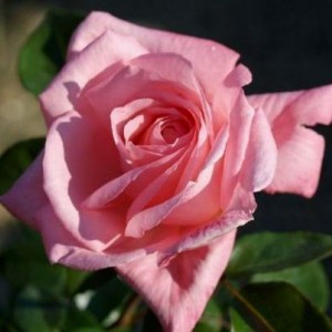 Саженец плетистой розы Танцующая королева / Дэнсин Куин (Dancing Queen)