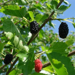 Саженец тутовника (шелковицы) обыкновенного