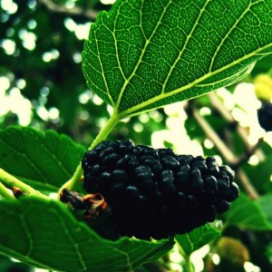 Саженец тутовника (шелковицы) Старомосковской