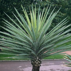 Саженец юкки Ягодной