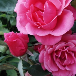 Саженец парковой розы Маккензи Александр (Alexander Mc Kenzie)