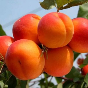 Саженец персика колоновидного Юбилей столицы